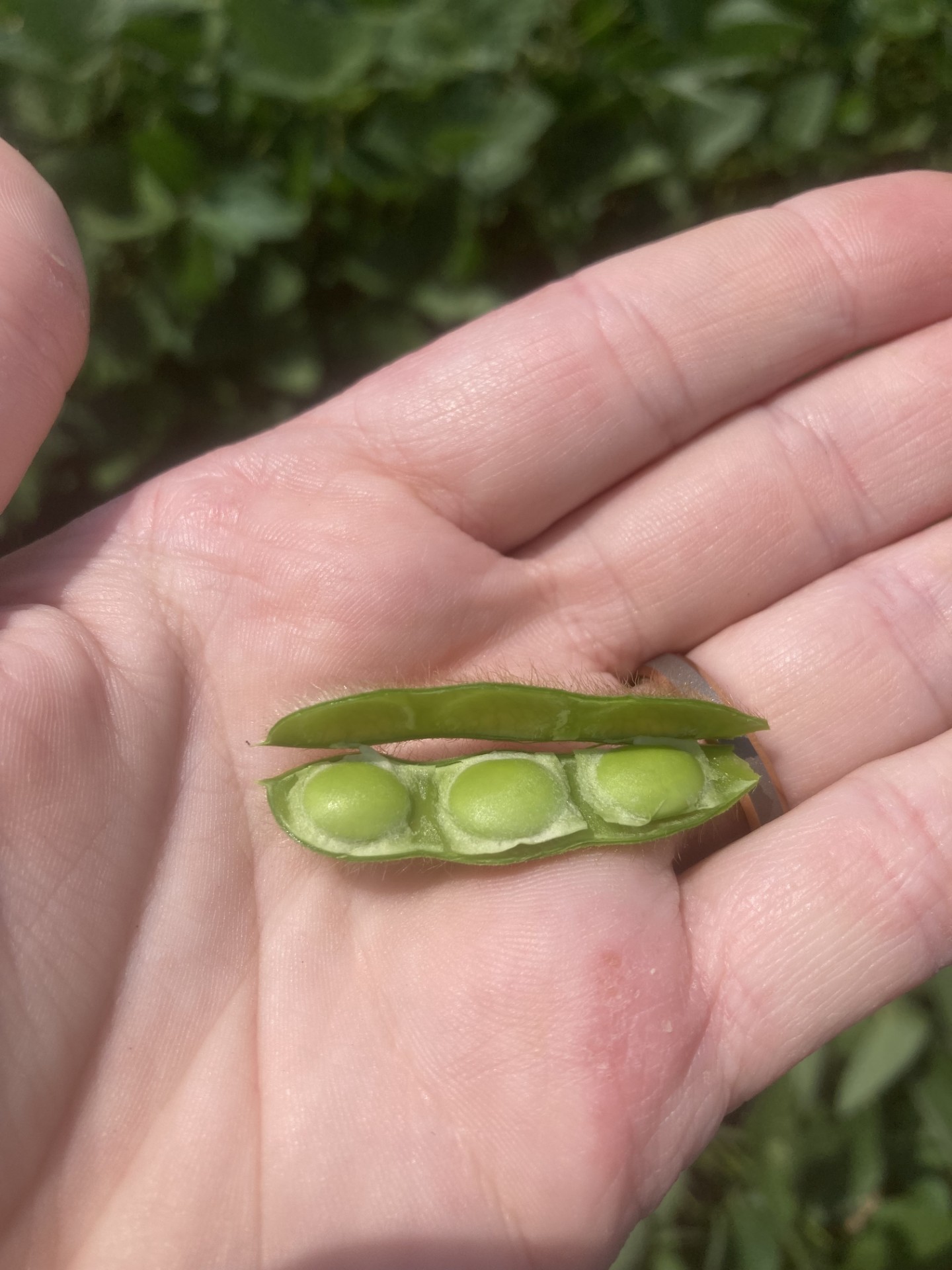 Soybean pod R5.jpg